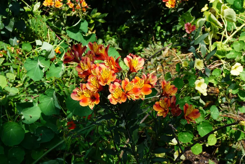 DSC04332
