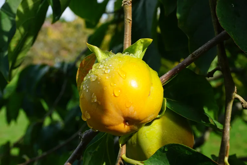 DSC04505