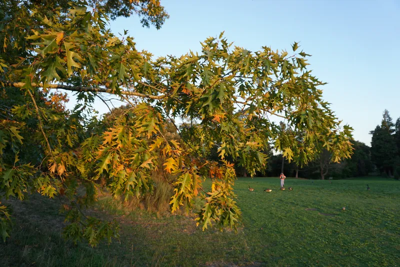 DSC04510
