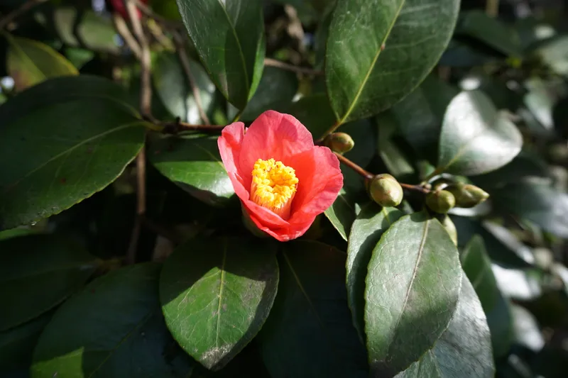 DSC04973