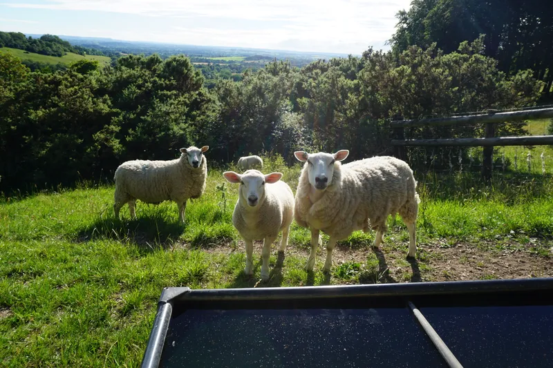 Sheep