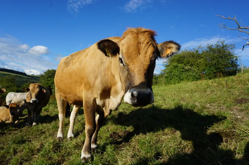 Cows