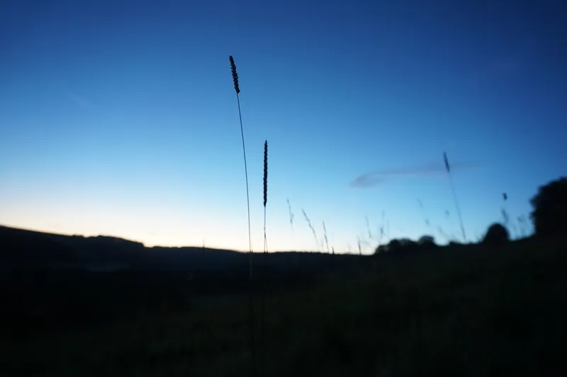 Grass at dawn