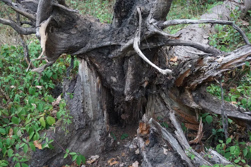 Treebeard